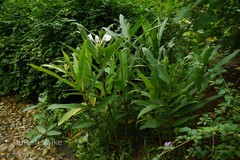 Hedychium coronarium